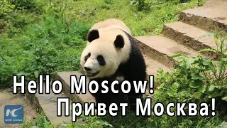 Adorable pandas charm Russians