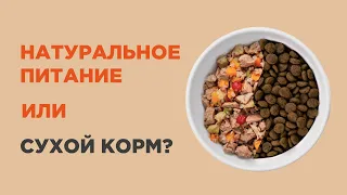 Что лучше для питомца: натуральное питание или сухой корм?