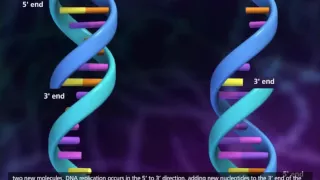 REPLICAÇÃO DE DNA