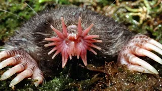 10 creatures you won’t believe actually exist – Part 2!