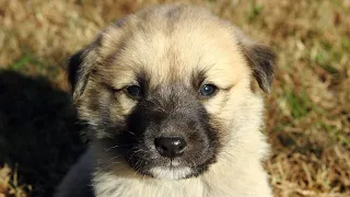 The Legendary Kangal Dog: A Closer Look