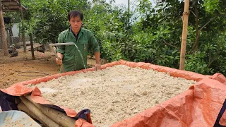 How to preserve cassava flour for pigs to eat all year round to save livestock costs