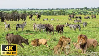 4K African Wildlife: Gombe Stream National Park - Scenic Wildlife Film With Real Sounds