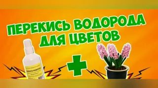 Перекись водорода для цветов. #пеларгония #цветы #советы #герань #подкормки