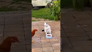 Cats Funny Videos 2023 Cat and VS chicken touch TikTok 🤣🤣🤣#shorts  #bctvus #tiktok#like