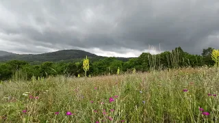 Melodic Rain: Rainy Clouds in the Sky, Birds Chirping, Flowers Blooming