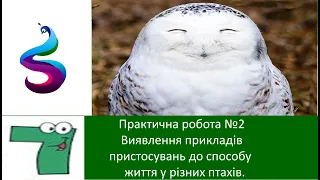 Практична робота №2 Тема: Виявлення прикладів пристосувань до способу життя у різних птахів.