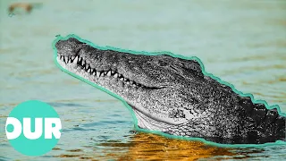 This Village Is Under Attack By Man-Eating Crocodiles | Our World