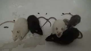 Какое-то печальное знакомство крыс, можно уснуть при просмотре этого видео :)