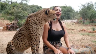 What's It Like to Live With Cheetahs?