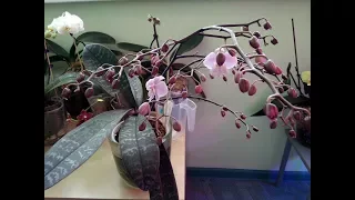 Фаленопсис Shilleriana: анонс лучшего цветения