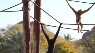 Swinging with Buff-cheeked Gibbons at the Phoenix Zoo