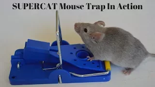 SUPERCAT Mouse Trap In Action With Motion Cameras. Full Review. Mousetrap Monday