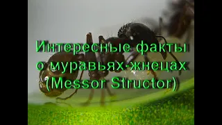 Интересные факты о Муравьях-жнецах (Messor Structor)