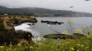 Enjoy Five Minutes of Nature at Año Nuevo State Park | Ocean Sounds | Bird Songs | 4K
