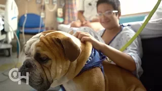 For the Love of Dogs: Pet Therapy At CHOP