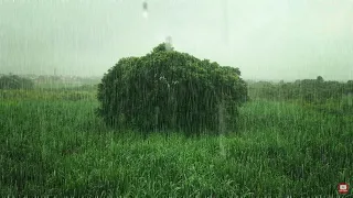 Rainy Day Harmony: A Calming ASMR with Nature Experience for Sleep and Relaxing Moments