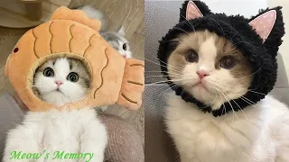 Try Not To LAUGH CATS Videos 😁 Funny Cat Memory 😹😍 #7