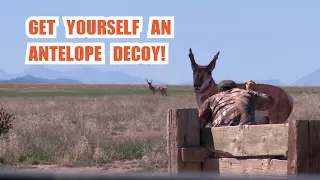 Decoying Antelope