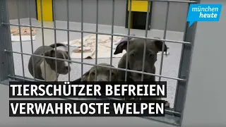 Illegale Zucht – Tierschützer befreien verwahrloste Welpen und weitere Hunde aus dunkler Lagerhal