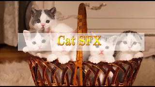 Cat Kitten SFX.mp4