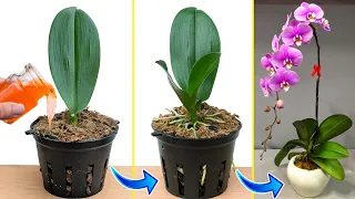 Very few people think this way Orchid leaves grow roots immediately, Just 1 cup per month