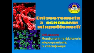 VetLessons Морфологія та фізіологія мікроорганізмів. Їх класифікація.