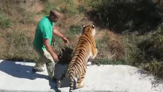 В гостях у милой Василисы! The best tiger Basilisa