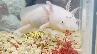 Cute axolotl ate spaghetti🍝かわいいウーパールーパー達がスパゲッティを食べました❤︎
