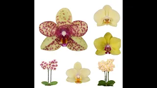 💙💛КАТАЛОГ жовтих орхідей🌼від садівника Anthura🌼yellow phalaenopsis from Anthura