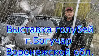 Выставка голубей г Богучар  Воронежской обл.