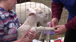 Caring for Lambs/Sheep (Banding, Immunizations and Deworming)