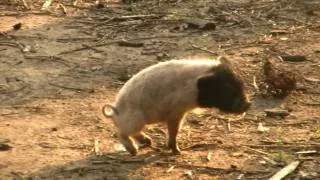 Bolivia - Madidi Jungle - Catching a Piglet