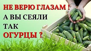 СЕКРЕТ раннего урожая ОГУРЦОВ! Почему я не знала ЭТОГО раньше!