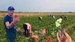 Мільйон на Полуниці. Вирощування і догляд