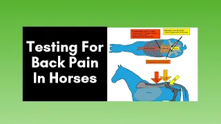 Horse Back Pain: Testing for back pain in horses (2020)