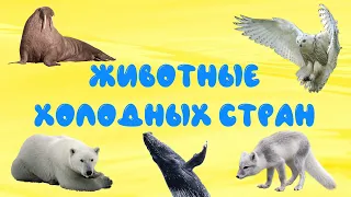 Животные холодных стран | Развивающее видео для детей | Карточки Домана