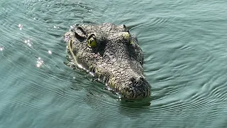 Crocodile Appears In Your Pool, Flytec V301 RC Crocodile Boat , For Drives Ducks And Spook People