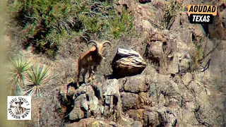 Three Challenging Hunts for Aoudad in Texas