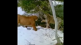 Canadian Lynx vs Mountain Lion| Very rare fight