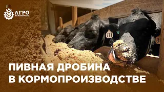 Производство кормов из пивной дробины. Особенности переработки этого сырья.