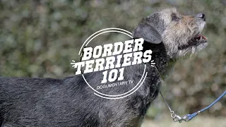 BORDER TERRIERS 101