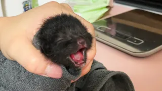 Saving kittens abandoned on the streets immediately after birth