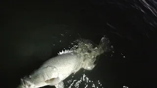 Mulwala Livescope Session 98cm 71cm & 74cm Murray Cod