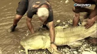 Goonch | River Monsters