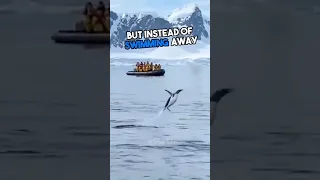 This Penguin is Being Chased by Killer Whales😱 #shorts