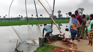 Unbelievable rainy day fishing video | Village people catching huge fish in flooded paddy field