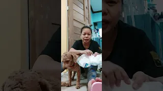 diy dog's diaper