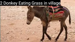 2 Donkey Eating Grass in village