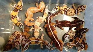 Кучка толстых печенюх. Гемитекониксы - толстохвостые африканские гекконы